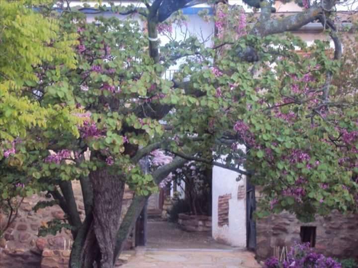 Casa Rural Los Lilos Gotor Exterior photo